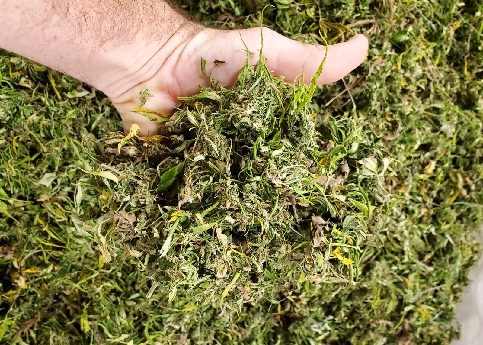 Hemp harvested in optimal conditions before drying in the FlowDrya