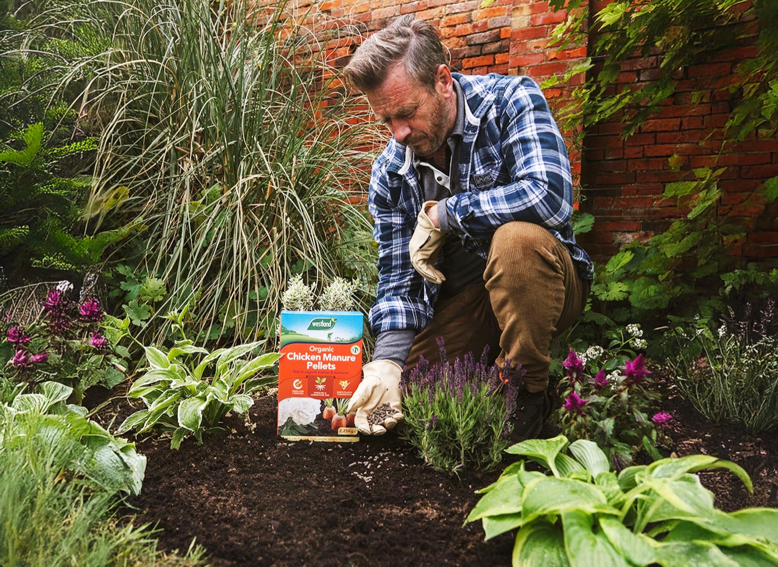 Gardener spreading commercial Organic Chicken Manure Pellets in a garden bed